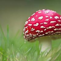 Fly Agaric 7 